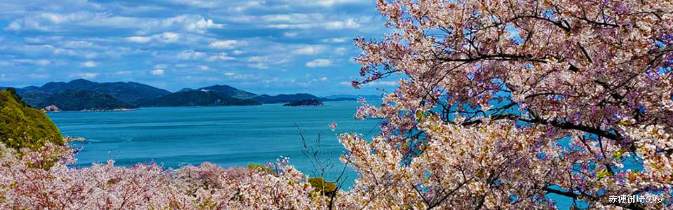 赤穂御崎の桜