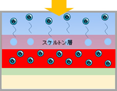 水和分解型3